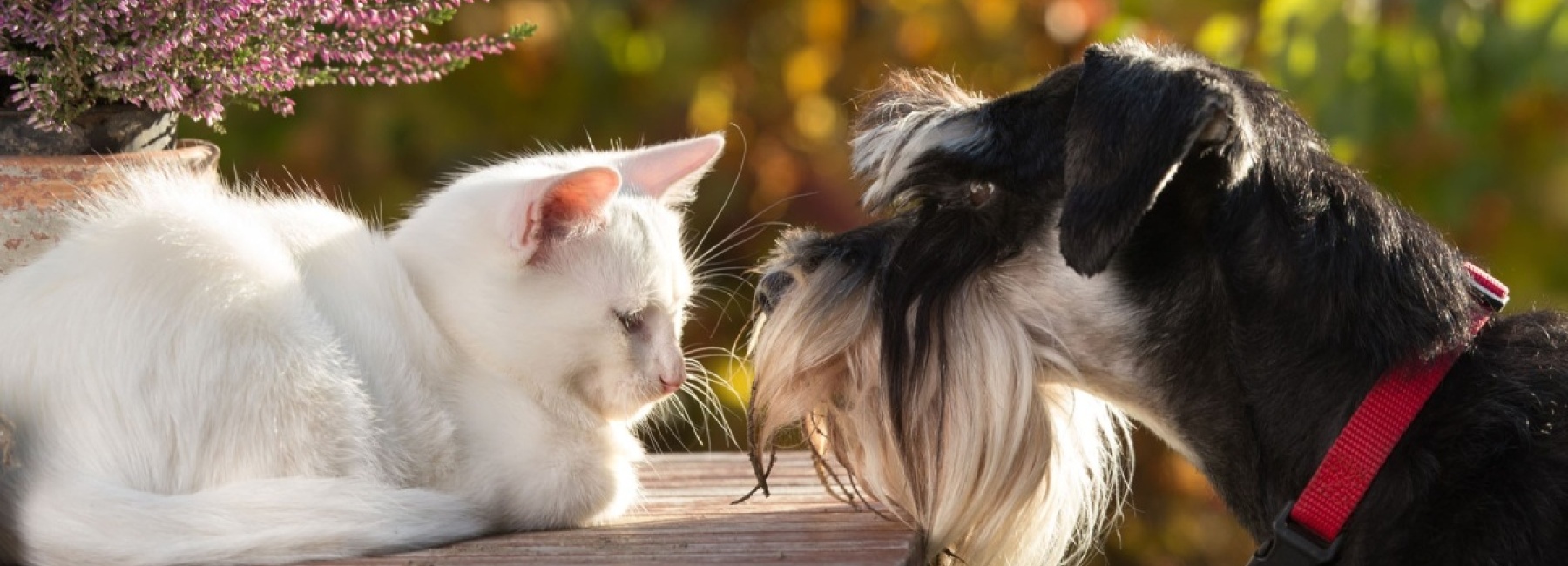 Kissa ja koira katsovat toisiaan. Kuvituskuva