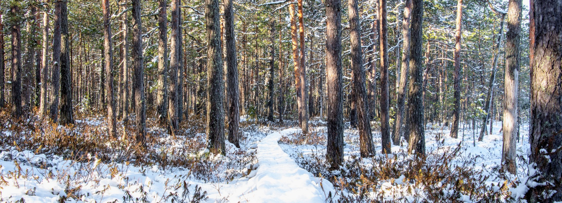 Lumiharso maan pinnalla metsässä.