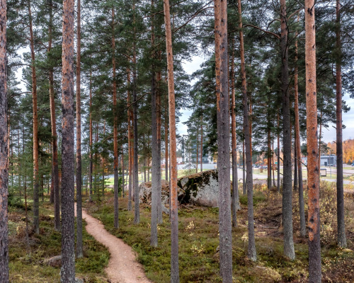 Metsä. Pyhtään kunta / Carl Svanfält