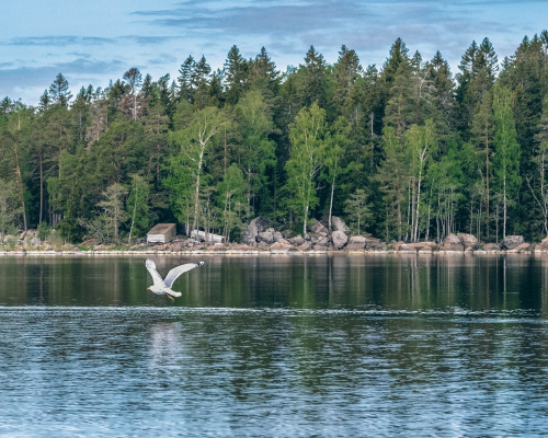 Flakanäs