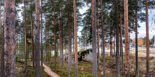 Metsä. Pyhtään kunta / Carl Svanfält